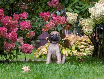 Afghan Hound Puppies for Sale
