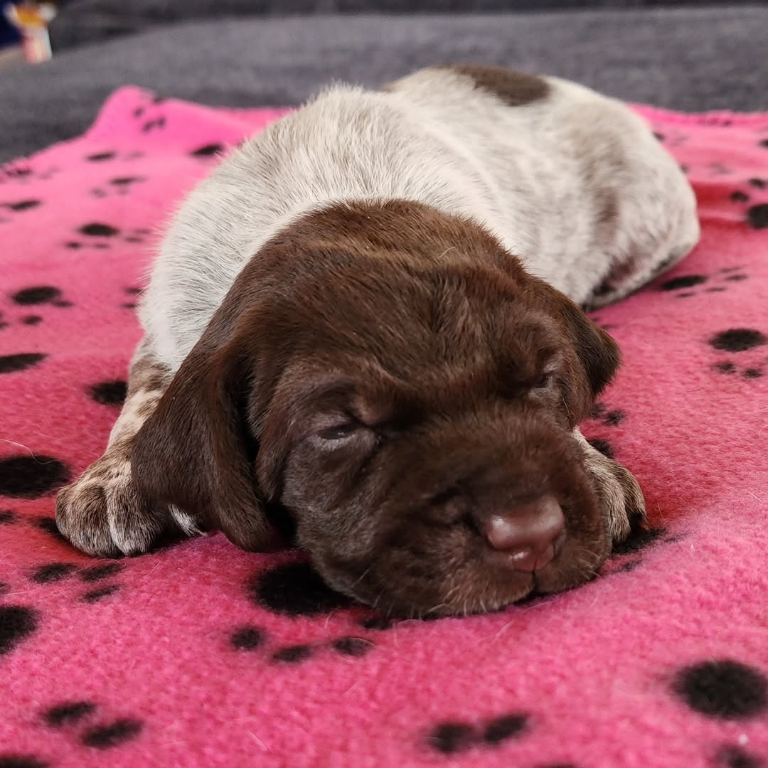 85516 Wirehaired Pointing Griffon puppies