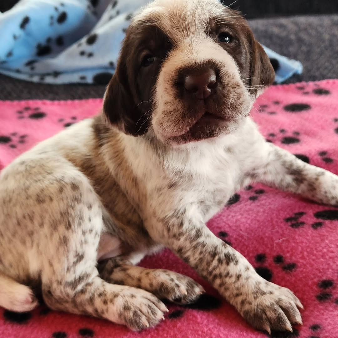 85517 Wirehaired Pointing Griffon puppies