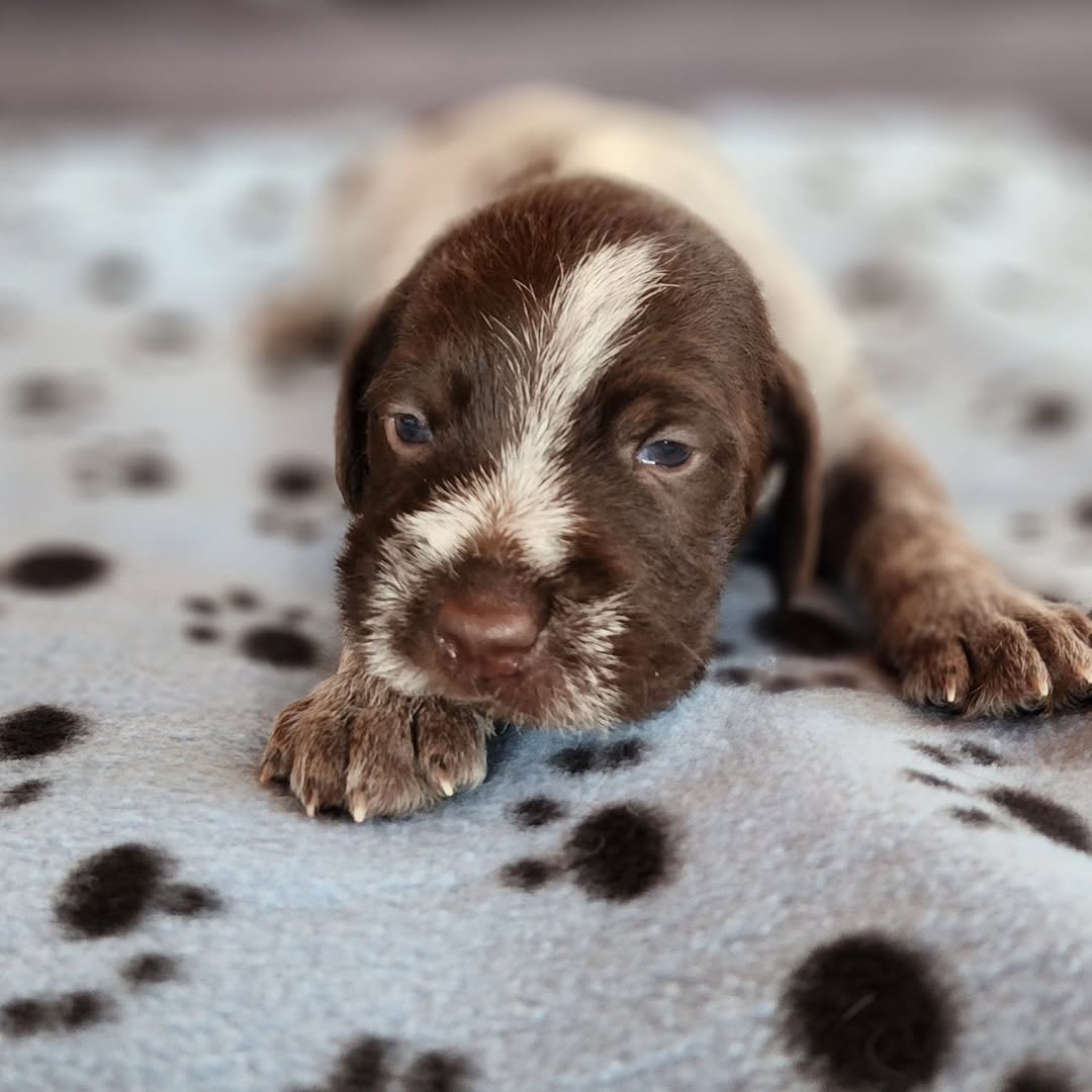 Wirehaired Pointing Griffon puppies Wirehaired Pointing Griffon puppies