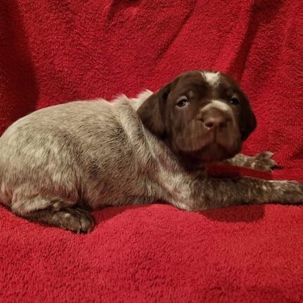 Wirehaired Pointing Griffon puppies