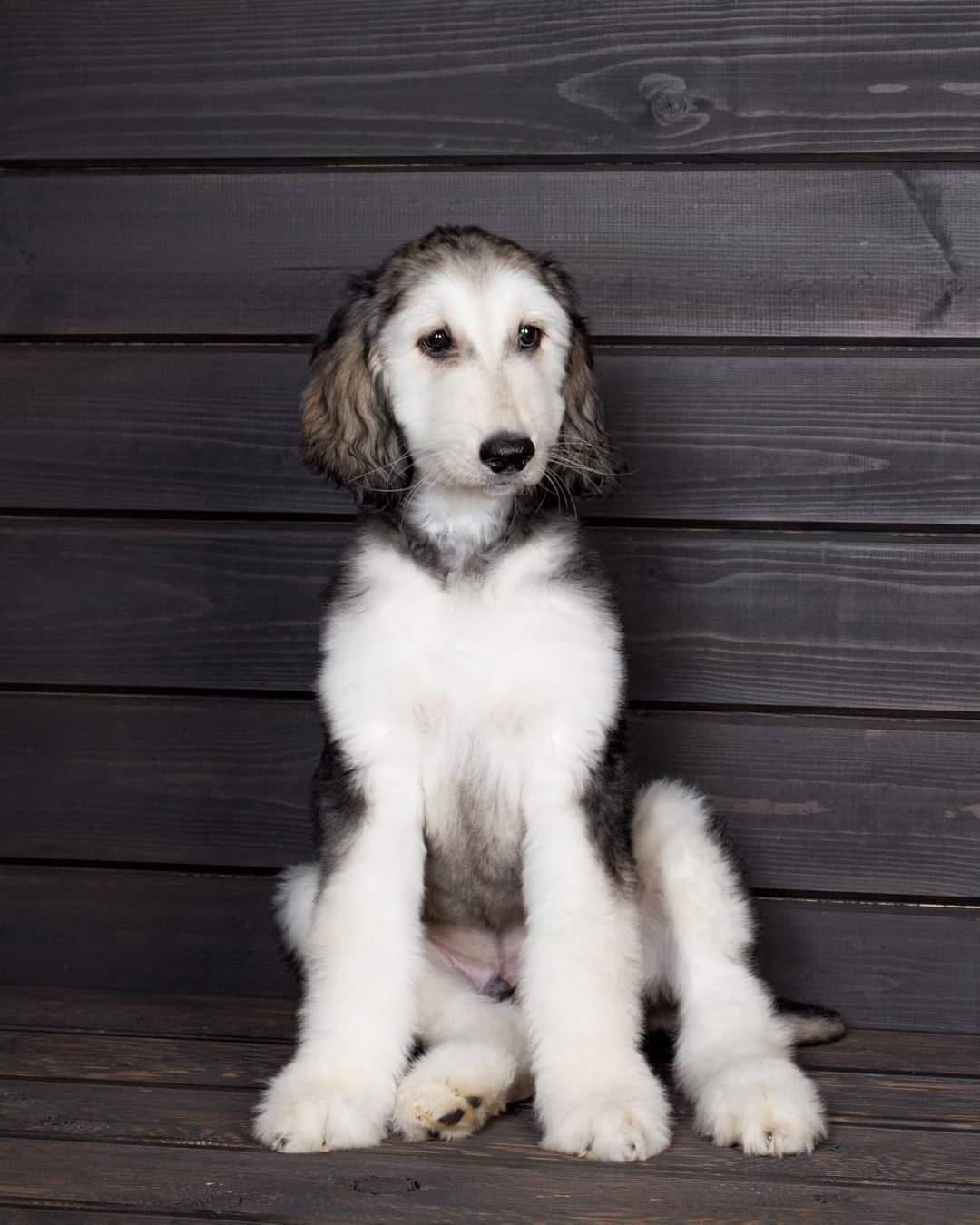 82510 Afghan Hound Puppies