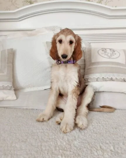 Afghan Hound Puppies for Sale