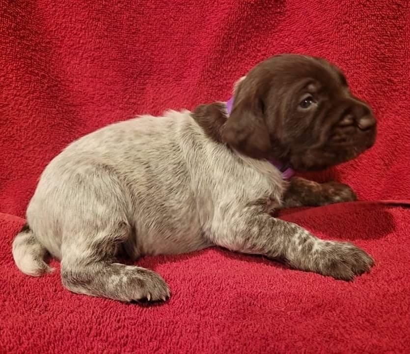 Wirehaired Pointing Griffon puppies