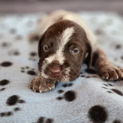 Wirehaired Pointing Griffon puppies