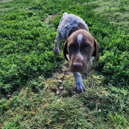 Wirehaired Pointing Griffon puppies
